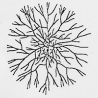 Fries Tricholoma type